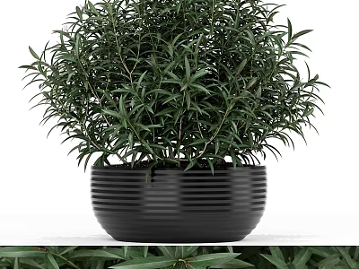 Decorative Ornament Set With Green Plant In Black Ribbed Pot And Fresh Leaves 3d model