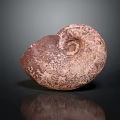 Modern Fossils Chichimerite Ancient Fossils 3d model