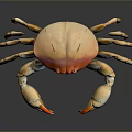 Red Orange Shell Crab With White Claws And Legs Marine Aquatic Animal