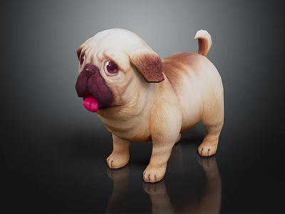 Cute Pug Dog with Brown and White Fur Standing and Tongue Out on Black Background 3d model