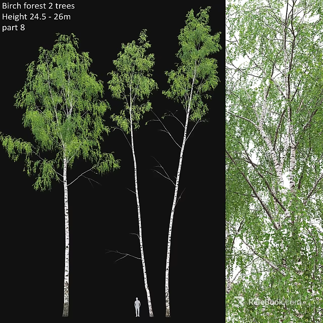 Garden Ornamental Birch Trees With White Trunks And Lush Green Leaves For Landscaping 3d model 