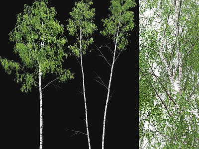 Garden Ornamental Birch Trees With White Trunks And Lush Green Leaves For Landscaping 3d model
