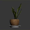 Green Plant With Long Leaves In Wicker Basket On Blue White Saucer Against Gray Background