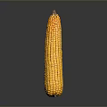 Fresh Yellow Corn Cob as Household Food Item with Shiny Surface and Natural Texture