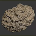 Detailed View Of Sea Urchin Shell With Circular Shape Complex Texture Light Brown Color