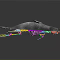 3D Rendered Whale Anatomical Model Displaying Colorful Skeleton And Internal Organs