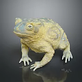 Yellow Blue Toad With Rough Skin Texture On Black Reflective Surface