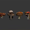 Colorful Various Fresh Mushroom Vegetables With Different Types And Bright Colors