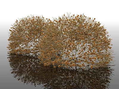 Golden Round Shaped Shrubs With Twigs And Small Blooms Reflection On Smooth Surface 3d model
