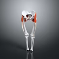 3D Rendered Human Hip Joint Leg Bones And Muscles Anatomical Structure