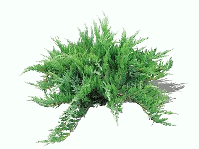 Vibrant Lush Green Shrub With Dense Foliage And Healthy Evergreen Branches 3d model