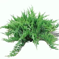 Vibrant Lush Green Shrub With Dense Foliage And Healthy Evergreen Branches
