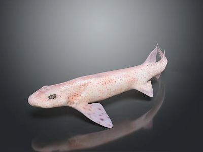 Pink Spotted Shark Aquatic Animal 3D Model Displayed On Dark Background With Reflection 3d model
