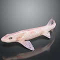 Pink Spotted Shark Aquatic Animal 3D Model Displayed On Dark Background With Reflection