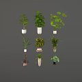 Different Types of Indoor Houseplants in Various Potted Containers for Home Decor