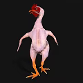 Featherless Chicken With Red Comb And Yellow Feet On Black Background