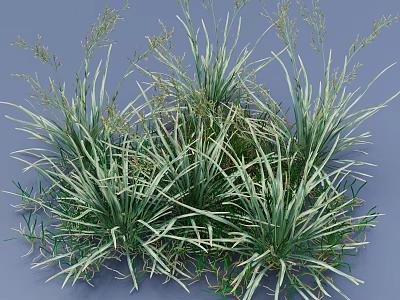 Lush Green And White Striped Grass With Slender Leaves In Natural Growth 3D Rendered View 3d model