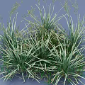 Lush Green And White Striped Grass With Slender Leaves In Natural Growth 3D Rendered View