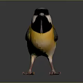 Colorful Bird With Black Head White Cheek Yellow Body Blue Gray Wings And Orange Claws