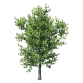 Lush Green Arbor With Dense Foliage And Strong Trunk In Natural Setting