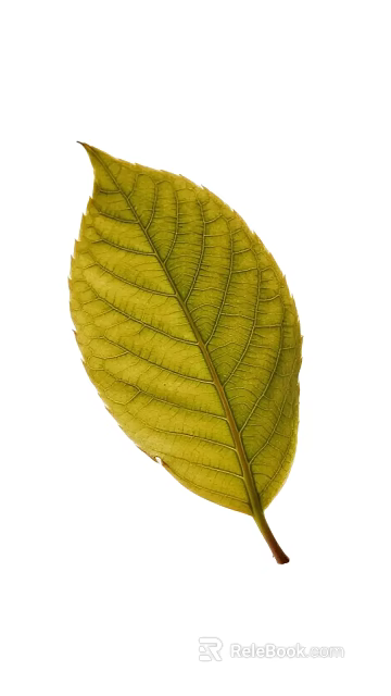 Green Leaf With Visible Veins And Natural Texture On White Background 3d model 