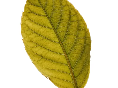 Green Leaf With Visible Veins And Natural Texture On White Background 3d model
