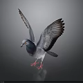 Colorful Pigeon with Spread Wings Purple Green Gray Feathers and Red Feet on Dark Background