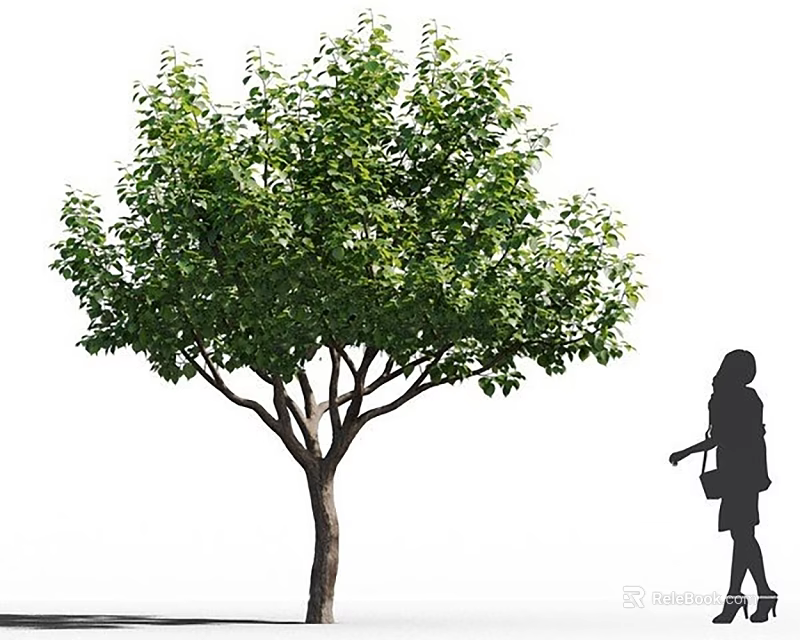 Tall Arbor With Lush Green Leaves And Branches Near Silhouette Of A Woman 3d model 