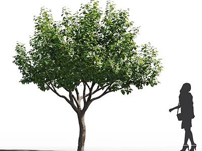 Tall Arbor With Lush Green Leaves And Branches Near Silhouette Of A Woman 3d model