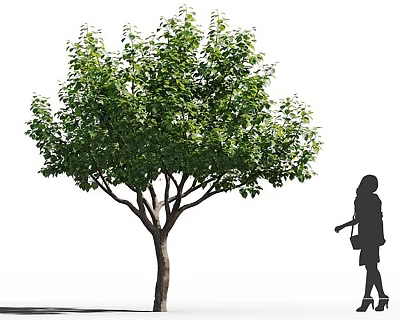 Tall Arbor With Lush Green Leaves And Branches Near Silhouette Of A Woman 3d model
