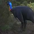 Cassowary Bird With Black Feathers Blue Head And Colorful Neck In Natural Habitat