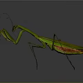 Green Mantis with Vibrant Body Extended Forelegs and Long Antennae