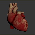 Heart Heart Human Heart Heart Anatomical Organs Human Organs Human Body 3d model