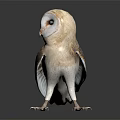 Beautiful Barn Owl With White Face And Brown Gray Feathers Standing On Black Surface