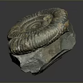 Unique Natural Fossil Stone Decorative Ornament For Home Living Space