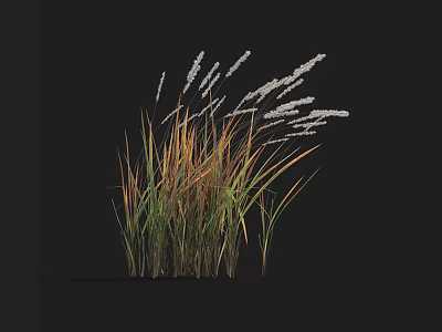 Lush Grass with Green and Brown Leaves and White Spikelets Against Dark Background 3d model