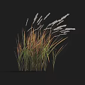 Lush Grass with Green and Brown Leaves and White Spikelets Against Dark Background