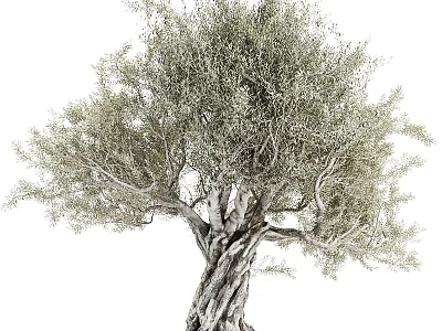 Tall Ancient Arbor With Twisted Trunk And Dense Green Foliage 3d model