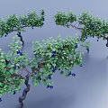 Green Vines With Lush Green Leaves And Blue Berries On Curved Stems