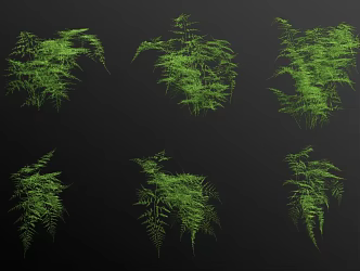 asparagus bamboo 3d model