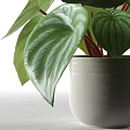 Potted Plant with Green Striped Round Leaves in White Ceramic Pot for Indoor Decoration