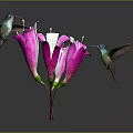 Two Vibrant Hummingbirds Flying Around Blooming Pink Flowers On Dark Background