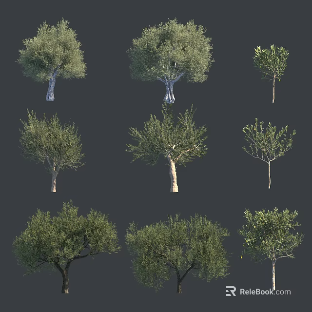 Diverse Olive Trees Collection With Various Growth Stages And Foliage Forms 3d model 