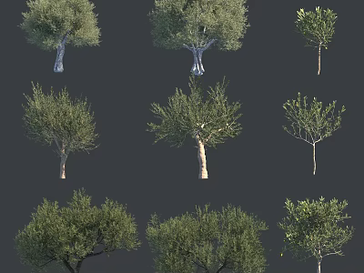 Diverse Olive Trees Collection With Various Growth Stages And Foliage Forms 3d model