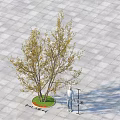 Yellow Leaf Arbor With Multiple Branches On Green Circular Area Gray Square Tiled Ground 3d model