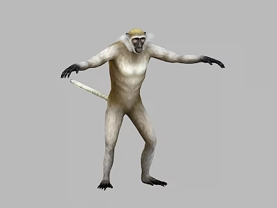 Monkey Green Monkey Animal Low Mold game 3d model Monkey Green Monkey Animal Low Mold game 3d model