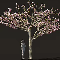 Beautiful Tree With Pink Blossoms And Person Wearing Hat Standing Below