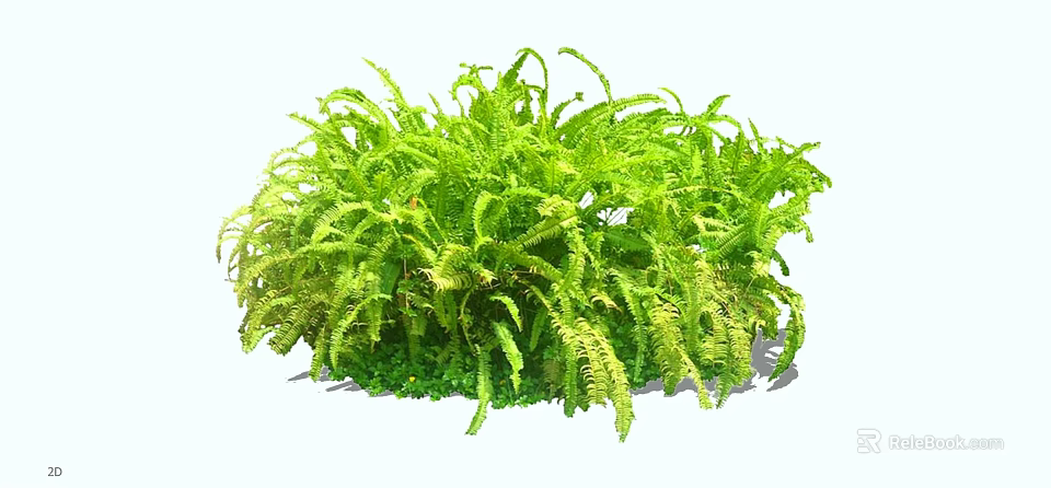 Vibrant Green Fern Shrub With Lush Feathery Foliage And Healthy Growth 3d model 