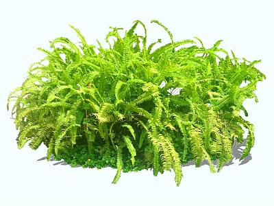 Vibrant Green Fern Shrub With Lush Feathery Foliage And Healthy Growth 3d model