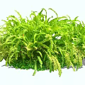 Vibrant Green Fern Shrub With Lush Feathery Foliage And Healthy Growth